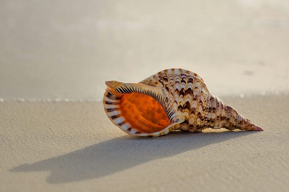 schöne muschel liegt auf sandboden sonne scheint durch
